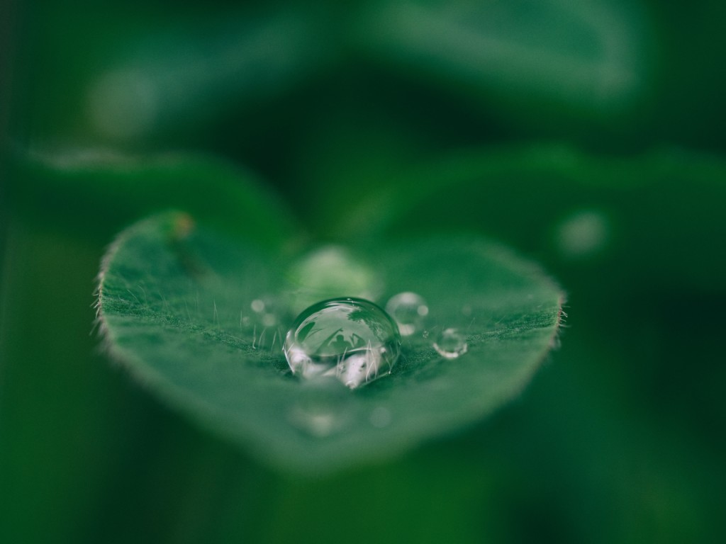 close-up of a drop of rain on a leaf using the macro button on a camera
